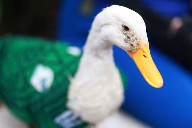 Merlin the duck, the unofficial mascot of the Mexican national team, Nationalteam MEXICO CITY, MEXICO - JUNE 16: Merlin the duck, wearing a Mexico national team jersey, is seen next to his owner Christian Gomez, outside the Palacio de Bellas Artes, in Mexico City, Mexico on June 16, 2026. Karla Gomez and her son Christian own Merlin, a duck that has gone viral on social media after appearing during celebrations by Mexican fans. The duck is often seen wearing a Mexico national team jersey and has been adopted by the public as an unofficial mascot of the Mexican team. Daniel Cardenas Anadolu Mexico City Mexico. Editorial use only. Please get in touch for any other usage.  Copyright: x2026xAnadoluxDanielxCardenasx