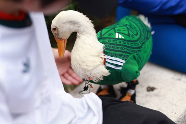 Merlin the duck, the unofficial mascot of the Mexican national team, Nationalteam MEXICO CITY, MEXICO - JUNE 16: Merlin the duck, wearing a Mexico national team jersey, is seen next to his owner Christian Gomez, outside the Palacio de Bellas Artes, in Mexico City, Mexico on June 16, 2026. Karla Gomez and her son Christian own Merlin, a duck that has gone viral on social media after appearing during celebrations by Mexican fans. The duck is often seen wearing a Mexico national team jersey and has been adopted by the public as an unofficial mascot of the Mexican team. Daniel Cardenas Anadolu Mexico City Mexico. Editorial use only. Please get in touch for any other usage.  Copyright: x2026xAnadoluxDanielxCardenasx