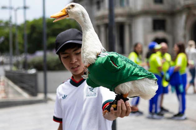 Merlin The World Cup Duck, The Unofficial Mascot Of The Mexican national team, Nationalteam Merlin the World Cup Duck, wearing the Mexican national team jersey, is seen outside the Palace of Fine Arts in Mexico City, Mexico, on June 16, 2026. Karla Gomez and her son Christian own Merlin, a duck who has gained popularity on social media after appearing at Mexican fans celebrations. The duck is often seen wearing the Mexican national team jersey, which has endeared him to the public and led to him being adopted as the team s unofficial mascot. Mexico City Mexico  Copyright: xCristianxLeyvax originalFilename:leyva-notitle260616_np7Ks.jpg