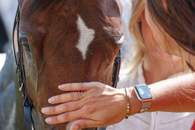 June 19, 2026, Ascot, Windsor, GBR Libertango is being petted after winning the Albany Stakes at Ascot Racecourse Horse, Libertango, petting, praise, animal love, close-up, detail, detailed shot 260619D515ROYAL ASCOT JPG,detected_source_language