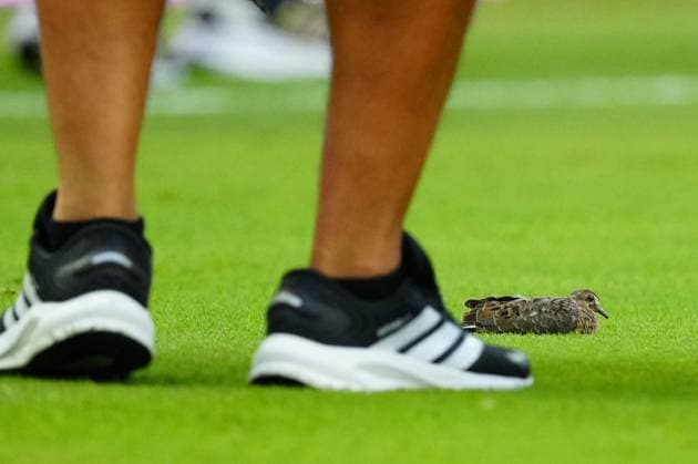 A bird on the pitch ahead of kick-off Scotland v Brazil, 2026 FIFA World Cup, WM, Weltmeisterschaft, Fussball Group C, Football, Miami Stadium, Miami, Florida, USA - 24 Jun 2026Miami Miami Stadium Florida (FL) United States of America EDITORIAL USE ONLY No use with unauthorised audio, video, data, fixture lists, club league logos or live services. Online in-match use limited to 120 images, no video emulation. No use in betting, games or single club league player publications.  Copyright: xJavierxGarcia Shutterstockx 16956030ae