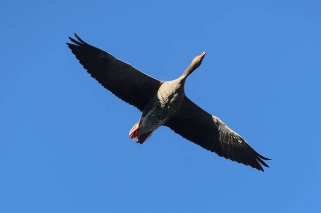 26.06.2026, MASH Munich 2026, Olympia Park Muenchen, im Bild: Gans fliegt *** June 26, 2026, MASH Munich 2026, Olympic Park, Munich; pictured: a goose in flight