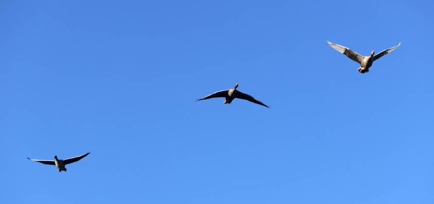 26.06.2026, MASH Munich 2026, Olympia Park Muenchen, im Bild: Gaense Flug *** June 26, 2026, MASH Munich 2026, Olympic Park, Munich; pictured: a flock of geese in flight