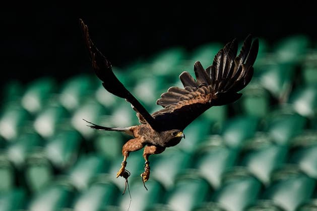 June 29, 2026, London, London, Great Britain: Rufus the Harris s Hawk during The Championships Wimbledon Tennis 2026: Grand Slam: The Championships Wimbledon: 1st Day: Feature  - ZUMAs343 20260629_zsp_s343_347 Copyright: xMathiasxSchulzx
