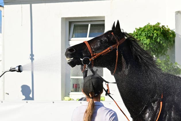 GER; DERBY-MEETING 2026: Hamburger Renn-Club 01.07.2026, GER; DERBY-MEETING 2026: Hamburger Renn-Club Hamburger Wochenblatt-Rennen im Bild Sieger Thore Hammer-Hansen auf Wildpfad das Pferd wird erfrischt *** GER DERBY MEETING 2026 Hamburg Racing Club July 1, 2026, GER DERBY MEETING 2026 Hamburg Racing Club Hamburg Wochenblatt Races in Pictures Winner Thore Hammer Hansen on Wildpfad; the horse is being refreshed nordphotoxGmbH xWitke nph00002
