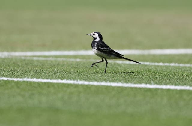 A little bird lands on centre court at Wimbledon on day four of the 2026 Wimbledon Championships in London on Thursday, July 02, 2026. Zverev won the match 6-1,6-3,7-6.  LON2026070265 HUGOxPHILPOTT