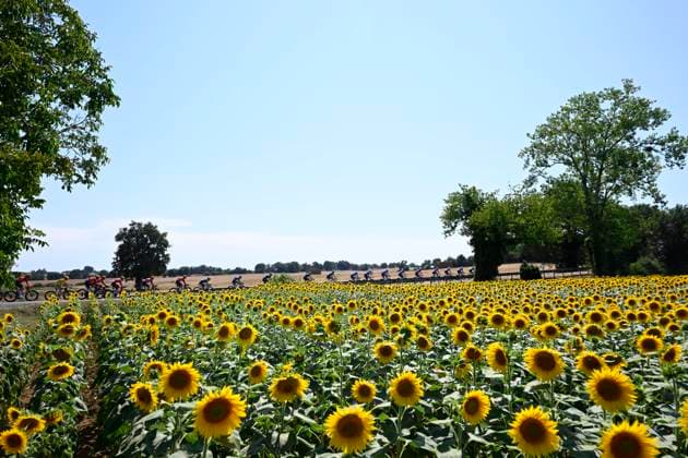 Tour de France 2026 Stage 5 PAU, FRANCE - JULY 08 : illustration picture peloton in a sunflowers field during stage 5 of the 113rd edition of Tour de France an UCI World Tour 2.UWT cycling road race stage for Men Elite of 158 km with start in Lannemezan and finish in Pau on July 8, 2026 in Pau, France, 08 07 2026 ( Motordriver Kurt Vandenborre - Pau France  Copyright: xTomasxSiskx