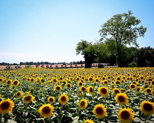 Tour de France 2026 Stage 5 PAU, FRANCE - JULY 08 : General view showing sun flowers during stage 5 of the 113rd edition of Tour de France an UCI World Tour 2.UWT cycling road race stage for Men Elite of 158 km with start in Lannemezan and finish in Pau on July 8, 2026 in Pau, France, 08 07 2026 ( Motordriver Kurt Vandenborre -  Copyright: xTomasxSiskx