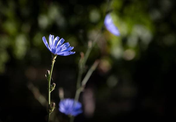 Im Bild: Eine Kornblume an der Laufstrecke. Impression vom 12. Monzinger Wingertslauf am 12.07.2026 in den Weinbergen bei Monzingen (Rheinland-Pfalz). Über 100 Läuferinnen und Läufer waren bei strahlendem Sonnenschein und hochsommerlichen Temperaturen am Morgen, der Start erfolgte um 9.00 Uhr, auf den beiden Laufstrecken über 7,5 und 15,5 Kilometer unterwegs. Auf der längeren der beiden angebotenen Distanzen gilt es einen Höhenunterschied von 330m zu bewältigen. *** Pictured: A cornflower along the race course. A scene from the 12th Monzinger Wingertslauf on July 12, 2026, in the vineyards near Monzingen, Rhineland-Palatinate. More than 100 runners took part that morning amid bright sunshine and midsummer temperatures, the race started at 9:00 a.m., on the two courses covering 7.5 and 15.5 kilometers. On the longer of the two distances offered, runners had to tackle an elevation gain of 330 meters Copyright: xBEAUTIFULxSPORTS R.xSchmittx