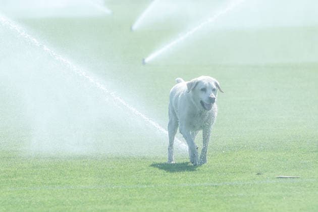 Sport Bilder des Tages Fussball, 3.Liga Saison 2026 2027 Testspiel TOP Oss - MSV Duisburg 12.07.2026, De Kerkebos Ein Hund auf dem Spielfeld Swolgen De Kerkebos Niederlande *** Sports, Soccer, 3rd Division, 2026–2027 Season, Friendly Match: TOP Oss vs. MSV Duisburg, July 12, 2026, De Kerkebos. A dog on the field in Swolgen, De Kerkebos, Netherlands