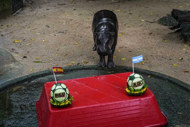 Moo Deng Predicts Winner Of FIFA World Cup, WM, Weltmeisterschaft, Fussball 2026. Hippopotamus Moo Deng eats a watermelon carved into the shape of a soccer ball and decorated with the flags of Spain and Argentina during a prediction event for the FIFA World Cup 2026 at Khao Kheow Open Zoo in Chonburi Province, Thailand. Chonburi Province Chonburi Province Thailand  Copyright: xAnusakxLaowilasx originalFilename:laowilas-notitle260718_np4Jv.jpg