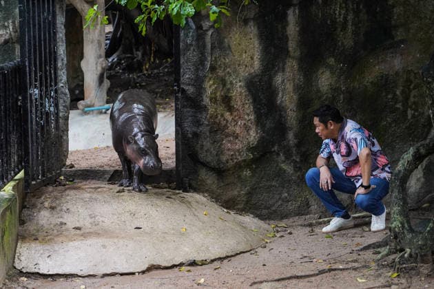 Moo Deng Predicts Winner Of FIFA World Cup, WM, Weltmeisterschaft, Fussball 2026. Hippopotamus Moo Deng walks to pick one of two soccer ball-shaped carved watermelons decorated with Spain s and Argentina s national flags to predict the winner of the FIFA World Cup 2026, choosing the Argentina side over Spain during a prediction event at Khao Kheow Open Zoo in Chonburi Province, Thailand. Chonburi Province Chonburi Province Thailand  Copyright: xAnusakxLaowilasx originalFilename:laowilas-notitle260718_npeeO.jpg