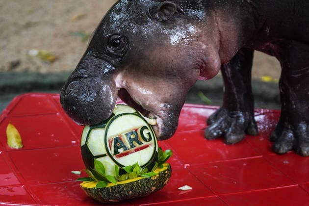 Moo Deng Predicts Winner Of FIFA World Cup, WM, Weltmeisterschaft, Fussball 2026. Moo Deng, a two-year-old female pygmy hippopotamus, eats one of two soccer ball-shaped carved watermelons decorated with Spain s and Argentina s national flags to predict the winner of the FIFA World Cup 2026 final match between Spain and Argentina, at Khao Kheow Open Zoo in Chonburi province, Thailand. Chonburi Province Chonburi Province Thailand  Copyright: xAnusakxLaowilasx originalFilename:laowilas-notitle260718_npOyQ.jpg