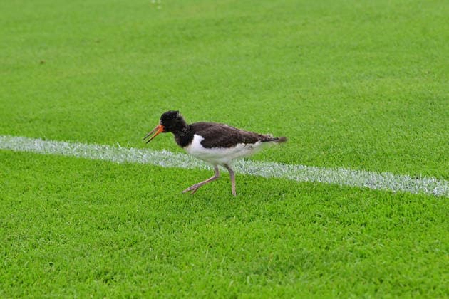 18.07.2026, GER, Fußball, Testsspiel, Verden, FC Verden 04 vs SV Werder Bremen Feature Linienrichter mit Flügeln Verden (Aller) Stadion Berliner Ring Niedersachsen Deutschland *** July 18, 2026, GER, Soccer, Friendly Match, Verden, FC Verden 04 vs. SV Werder Bremen Feature: Linesman with Wings Verden Aller Stadium, Berliner Ring, Lower Saxony, Germany Copyright: xnordphotoxGmbH xWitkex