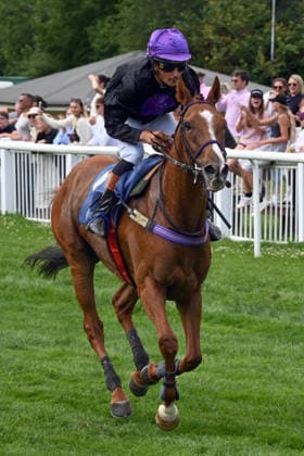 18.07.2026, Bad Harzburg, Niedersachsen, GER - Cabot Cliffs mit Hakim Tabet gewinnt. Galopprennbahn Bad Harzburg, Weisser Stein. (Pferd, Jockey, Cabot Cliffs, Tabet, Sieg, Ziel, Zielankunft) 260718FS986BAD_HARZBURG.JPG *** July 18, 2026, Bad Harzburg, Lower Saxony, GER Cabot Cliffs, ridden by Hakim Tabet, wins at the Bad Harzburg Racetrack, Weisser Stein Horse, Jockey, Cabot Cliffs, Tabet, Victory, Finish, Finish Line 260718FS986BAD HARZBURG JPG