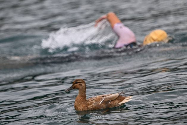 TRIATHLON: Stepniak And Bartlett Secure Elite Victories At IRONMAN 70.3 Krakow KRAKOW, POLAND - AUGUST 02: A wild duck floats calmly on the water as an elite professional triathlete swims past during the 1.9-kilometer swimming leg of the Enea IRONMAN 70.3 Krakow triathlon at the Zakrzowek Reservoir in Krakow, Lesser Poland Voivodeship, Poland, on August 02, 2026. Domestic and international competitors plunged into the crystal-clear waters of the former limestone quarry to kick off the mass multi endurance event. Krakow Poland  Copyright: xArturxWidakx originalFilename:widak-triathlo260802_npSsI.jpg