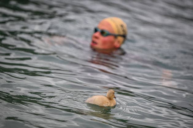 Sport Bilder des Tages TRIATHLON: Stepniak And Bartlett Secure Elite Victories At IRONMAN 70.3 Krakow KRAKOW, POLAND - AUGUST 02: A young duckling floats on the water in the foreground as an age-group triathlete swims past during the 1.9-kilometer swimming leg of the Enea IRONMAN 70.3 Krakow triathlon at the Zakrzowek Reservoir in Krakow, Lesser Poland Voivodeship, Poland, on August 02, 2026. Nearly 3,800 registered athletes across all weekend events kicked off the multi endurance competition inside the crystal-clear flooded limestone quarry. Krakow Poland  Copyright: xArturxWidakx originalFilename:widak-triathlo260802_npL3Y.jpg