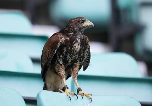 Sport Bilder des Tages Hibernian v KF Shkedija, Europa League 3rd Qualifying Round, 1st leg, A bird of prey used to scare off gulls sits on a seat in the stand at Easter Raod. Hibernian v Shkendija, UEFA Conference League, 3rd Qualifying Round, Football, Easter Road, Edinburgh, Scotland, UK - 06 Aug 2026Edinburgh Easter Road United Kingdom  Copyright: xStuartxWallace Shutterstockx 17050173g