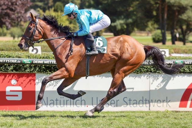 08.08.2026, Krefeld, Nordrhein-Westfalen, GER - Why Limit mit Enzo Crublet gewinnt. Galopprennbahn Krefeld-Stadtwald. (Pferd, Jockey, Why Limit, Crublet, Sieg, Ziel, Zielankunft) 260808SG944KREFELD.JPG *** August 8, 2026, Krefeld, North Rhine-Westphalia, GER Why Limit, ridden by Enzo Crublet, wins at the Krefeld Stadtwald Racetrack Horse, jockey, Why Limit, Crublet, victory, finish line, finish 260808SG944KREFELD JPG