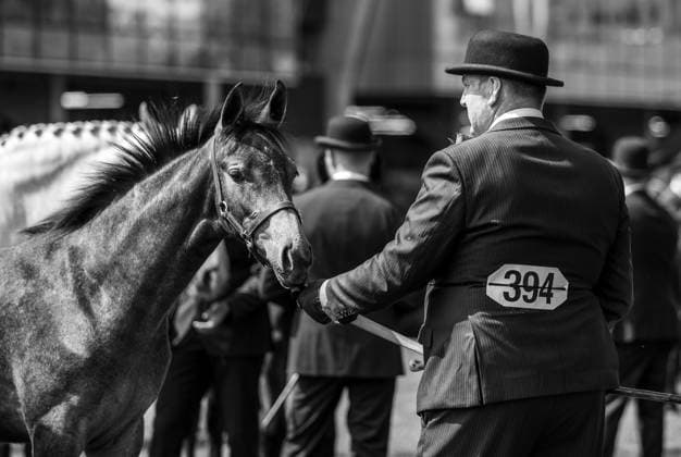 2026 Dublin Horse Show, RDS, Dublin 8 8 2026 A view of a horse and rider on day four of the show A view of a horse and rider on day four of the show 8 8 2026  Copyright: xx HS-37