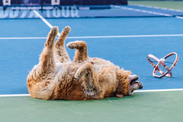 TORONTO, ON - AUGUST 13: Elway the dog is seen with the championship trophy after the women s singles final at the WTA, Tennis Damen 1000 National Bank Open on August 13, 2026 at Sobeys Stadium in Toronto, ON (Photo by Mathew Tsang Icon Sportswire) TENNIS: AUG 13 National Bank Open EDITORIAL USE ONLY Icon260813020