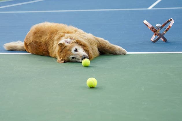WTA, Tennis Damen Masters 1000 National Bank Open Toronto 2026 - Final Match - Day 13 A dog plays whit balls after Iga ÅöwiÄÖtek winning her Women™s Singles final match against Elena Rybakina of Kazakhstan on day 13 of the WTA Masters 1000 National Bank Open at Sobeys Stadium on August 13, 2026 in Toronto, Canada. (Photo by Leonardo Ramirez Eyepix Group) Copyright: xLeonardoxRamirezx xEyepixxGroupx LR_13082026_10480