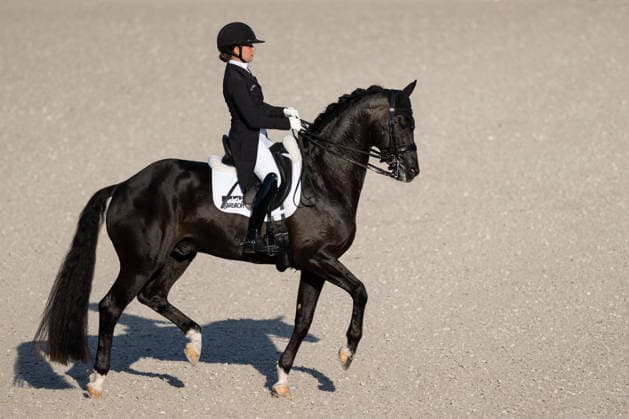 Equestrian sports, World Championships in Aachen, dressage