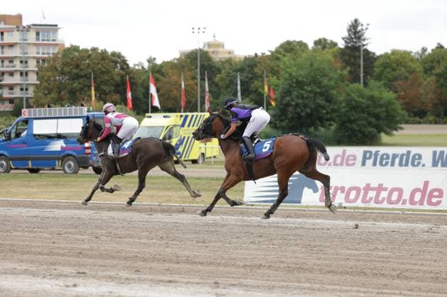 Zwei Jockeys liefern sich auf der Sandbahn der Rennbahn Berlin Mariendorf ein enges Duell: Pferd Nummer 5 (lila-weißer Jockey) führt knapp vor Pferd Nummer 4 (pink-weißer Jockey). Im Hintergrund sind Fahnen, ein Rettungswagen und Fahrzeuge des Veranstalters zu sehen. Pferderennen auf der Rennbahn Berlin Mariendorf – Duell auf der Zielgeraden *** Two jockeys are locked in a close duel on the dirt track at the Berlin Mariendorf Racetrack. Horse No. 5, ridden by a jockey in purple and white, is just ahead of Horse No. 4, ridden by a jockey in pink and white. In the background, flags, an ambulance, and the organizer’s vehicles can be seen. Horse racing at the Berlin Mariendorf Racetrack – A duel on the home stretch Copyright: xspeedshotx