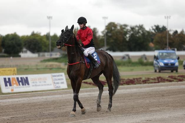 Eine Jockeyrin im roten Dress reitet auf einem dunklen Braunen mit der Startnummer 2 über die Sandbahn der Rennbahn Berlin Mariendorf. Im Hintergrund sind Werbebanden und ein blauer Transporter zu sehen. Jockey auf Pferd 2 nach dem Rennen auf der Rennbahn Berlin Mariendorf *** A female jockey in a red outfit rides a dark bay horse with the number 2 on the sand track at the Berlin Mariendorf Racetrack. In the background, advertising banners and a blue van are visible. The jockey on horse number 2 after the race at the Berlin Mariendorf Racetrack. Copyright: xspeedshotx