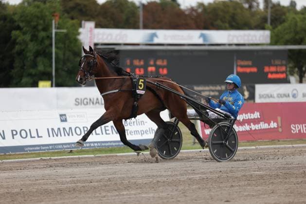 Ein Traber mit der Startnummer 5 und sein Fahrer im blauen Dress absolvieren einen Renneinsatz auf der Rennbahn Berlin Mariendorf. Das Gespann ist in vollem Galopp auf der Sandbahn unterwegs. Trabrennen Startnummer 5 mit Fahrer auf der Rennbahn Berlin Mariendorf *** A trotter with start number 5 and its driver in a blue outfit are competing in a race at the Berlin Mariendorf Racetrack. The team is galloping at full speed on the sand track. Trot race, start number 5 with driver at the Berlin Mariendorf Racetrack Copyright: xspeedshotx