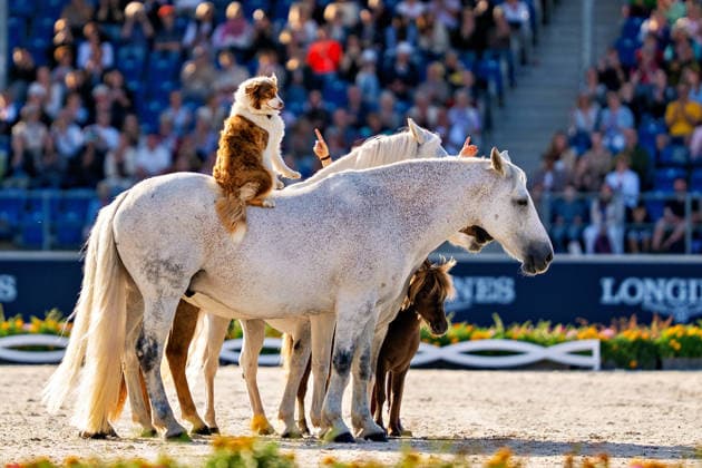 Impressionen der Abschlussfeier FEI World Championship, WM, Weltmeisterschaft Aachen 2026, Closing Ceremony, Abschlussfeier, 23.08.2026 FEI World Championship Aachen 2026, Closing Ceremony, Abschlussfeier, 23.08.2026 Aachen *** Highlights from the Closing Ceremony of the 2026 FEI World Championships in Aachen, Closing Ceremony, August 23, 2026, 2026 FEI World Championships in Aachen, Closing Ceremony, August 23, 2026, Aachen Copyright: xEibner-Pressefoto J.xDerondeaux EP_JDU