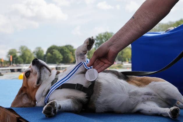 RECORD DATE NOT STATED 29th August 2026; Bosbaan, Amsterdam, Holland, Netherlands; 2026 World Rowing Championships, Day Six; the medal ceremony; the dog of Belgium PR1 Womens Single Sculls (PR1 W1x) with Laurence Vandevyver silver medallist AnthonyxBenoit