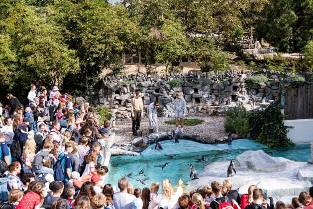 FC Cologne Zoo Day, September 1, 2026, Cologne, GERMANY SEPTEMBER 1 Laureta Elmazi 1 FC Cologne, 26, and Anna Lena Stolze 1 FC Cologne, 7, feed the penguins during FC Cologne Zoo Day on September 1, 2026, at the Cologne Zoo, Cologne Copyright: xBEAUTIFULxSPORTS Wunderlx