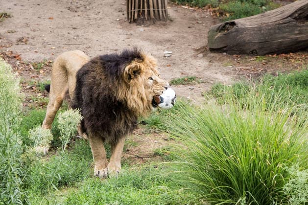 FC Köln Zootag; 01.09.2026 KÖLN, DEUTSCHLAND - SEPTEMBER 01: Der Löwe hat sich einen der Bälle geschnappt und spielt mit ihm während dem FC Zootag am 01. September 2026 im Kölner Zoo, Köln. *** FC Cologne Zoo Day, September 1, 2026, Cologne, Germany. The lion grabbed one of the balls and is playing with it during the FC Cologne Zoo Day on September 1, 2026, at the Cologne Zoo in Cologne. Copyright: xBEAUTIFULxSPORTS Wunderlx