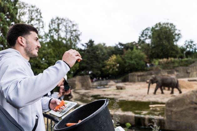 FC Köln Zootag; 01.09.2026 KÖLN, DEUTSCHLAND - SEPTEMBER 01: Luka Lochoshvili (1. FC Koeln, 24) füttert die Elefanten während dem FC Zootag am 01. September 2026 im Kölner Zoo, Köln. *** FC Cologne Zoo Day, September 1, 2026, Cologne, Germany—Luka Lochoshvili, 1, of FC Cologne, feeds the elephants during the FC Cologne Zoo Day on September 1, 2026, at the Cologne Zoo, Cologne Copyright: xBEAUTIFULxSPORTS Wunderlx