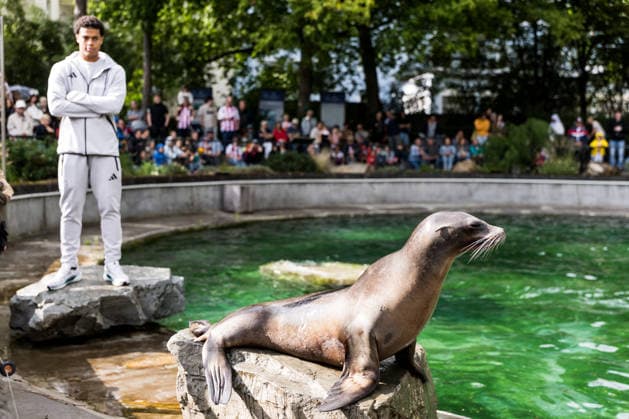 FC Köln Zootag; 01.09.2026 KÖLN, DEUTSCHLAND - SEPTEMBER 01: Seelöwen Show mit Jahmai Simpson-Pusey (1. FC Koeln, 22) während dem FC Zootag am 01. September 2026 im Kölner Zoo, Köln. *** FC Cologne Zoo Day, September 1, 2026, Cologne, Germany. September 1: Sea Lion Show with Jahmai Simpson Pusey 1 FC Cologne, 22, during the FC Cologne Zoo Day on September 1, 2026, at the Cologne Zoo, Cologne Copyright: xBEAUTIFULxSPORTS Wunderlx
