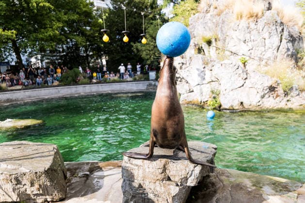 FC Köln Zootag; 01.09.2026 KÖLN, DEUTSCHLAND - SEPTEMBER 01: Ein Seelöwe balanciert einen Ball auf der Nase während dem FC Zootag am 01. September 2026 im Kölner Zoo, Köln. *** FC Cologne Zoo Day, September 1, 2026, Cologne, Germany, September 1: A sea lion balances a ball on its nose during the FC Cologne Zoo Day on September 1, 2026, at the Cologne Zoo, Cologne Copyright: xBEAUTIFULxSPORTS Wunderlx