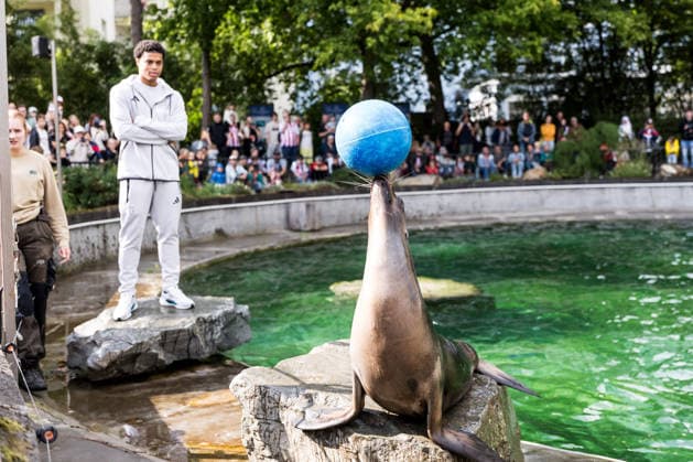 FC Köln Zootag; 01.09.2026 KÖLN, DEUTSCHLAND - SEPTEMBER 01: Seelöwen Show mit Jahmai Simpson-Pusey (1. FC Koeln, 22) während dem FC Zootag am 01. September 2026 im Kölner Zoo, Köln. *** FC Cologne Zoo Day, September 1, 2026, Cologne, Germany: Sea Lion Show with Jahmai Simpson Pusey 1 FC Cologne, 22, during the FC Cologne Zoo Day on September 1, 2026, at the Cologne Zoo, Cologne Copyright: xBEAUTIFULxSPORTS Wunderlx