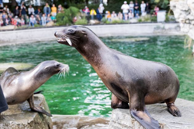 FC Köln Zootag; 01.09.2026 KÖLN, DEUTSCHLAND - SEPTEMBER 01: Ein Seelöwe wird mit Fisch gefüttert während dem FC Zootag am 01. September 2026 im Kölner Zoo, Köln. *** FC Cologne Zoo Day, September 1, 2026, Cologne, Germany. A sea lion is being fed fish during the FC Cologne Zoo Day on September 1, 2026, at the Cologne Zoo, Cologne. Copyright: xBEAUTIFULxSPORTS Wunderlx
