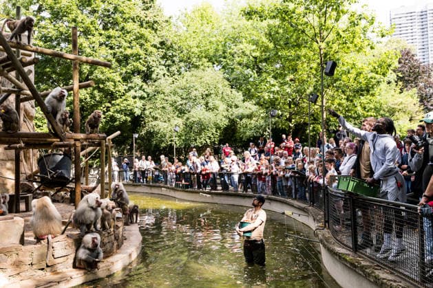 FC Köln Zootag; 01.09.2026 KÖLN, DEUTSCHLAND - SEPTEMBER 01: Gideon Mensah (1. FC Koeln, 14) füttert die Paviane während dem FC Zootag am 01. September 2026 im Kölner Zoo, Köln. *** FC Cologne Zoo Day, September 1, 2026, Cologne, Germany. Gideon Mensah, 1, of FC Cologne, feeds the baboons during FC Cologne Zoo Day on September 1, 2026, at the Cologne Zoo, Cologne. Copyright: xBEAUTIFULxSPORTS Wunderlx