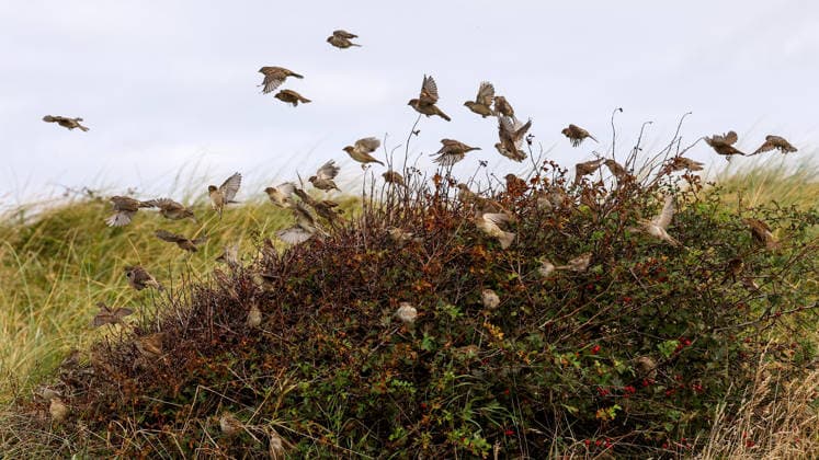 2026 Amgen Irish Open - Pro-Am, Trump International Golf Links, Doonbeg 9 9 2026 A view of birds at Trump International Golf Links A view of birds at Trump International Golf Links 9 9 2026  Copyright: xx BB2_5587