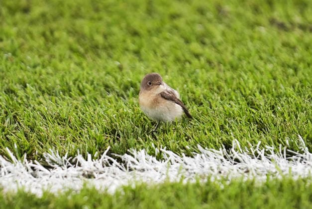 Fenerbahce v AS Roma - UEFA Champions League ISTANBUL, TURKIYE - SEPTEMBER 10: A young sparrow stands on the pitch after entering the field during the UEFA Champions League 2026 27 league phase Matchday 1 match between Fenerbahce and Roma at Chobani Stadium in Istanbul, Turkiye, on September 10, 2026. Bunyamin Celik Anadolu Istanbul Turkey. Editorial use only. Please get in touch for any other usage.  Copyright: x2026xAnadoluxBunyaminxCelikx