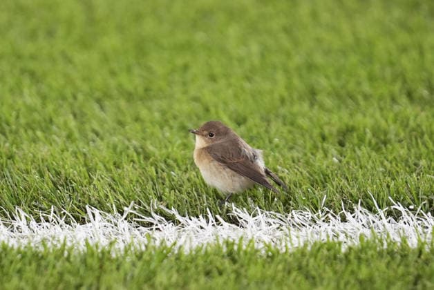 Fenerbahce v AS Roma - UEFA Champions League ISTANBUL, TURKIYE - SEPTEMBER 10: A young sparrow stands on the pitch after entering the field during the UEFA Champions League 2026 27 league phase Matchday 1 match between Fenerbahce and Roma at Chobani Stadium in Istanbul, Turkiye, on September 10, 2026. Bunyamin Celik Anadolu Istanbul Turkey. Editorial use only. Please get in touch for any other usage.  Copyright: x2026xAnadoluxBunyaminxCelikx