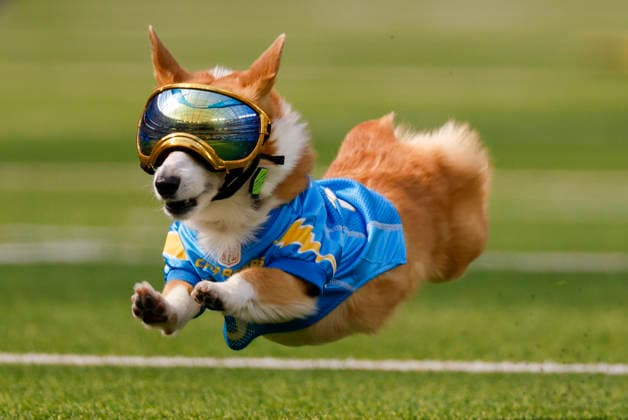 Sep 13, 2026; A Corgi races in the Corgi Cup during the halftime of the NFL, American Football Herren, USA game between the Los Angeles Chargers and the Arizona Cardinals in Inglewood, CA, USA; Mandatory Credit: -Cal Media NFL 2026: Cardinals Vs Chargers SEP 13  - ZUMAc04_ 20260913_zma_c04_508 Copyright: xCharlesxBausx