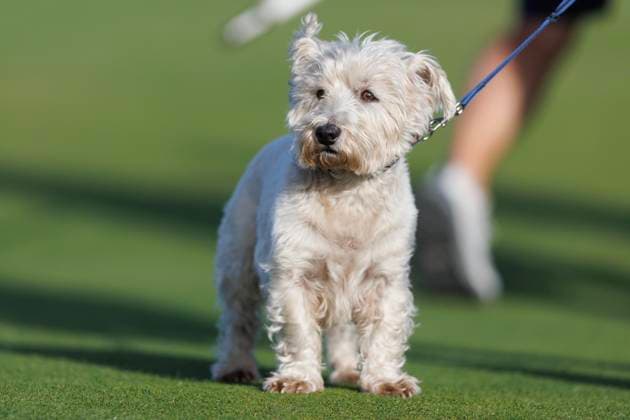 28th September 2026; The Old Course, St Andrews Links, St Andrews, Scotland; DP World Tour Golf, Alfred Dunhill Links Championship, Practice Day; A West Highland terrier was amongst the spectators during a practice round on the Old Course, St Andrews DavidxYoung