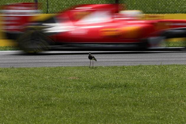 Formula 1, Brazilian GP, Bird at the side of the track