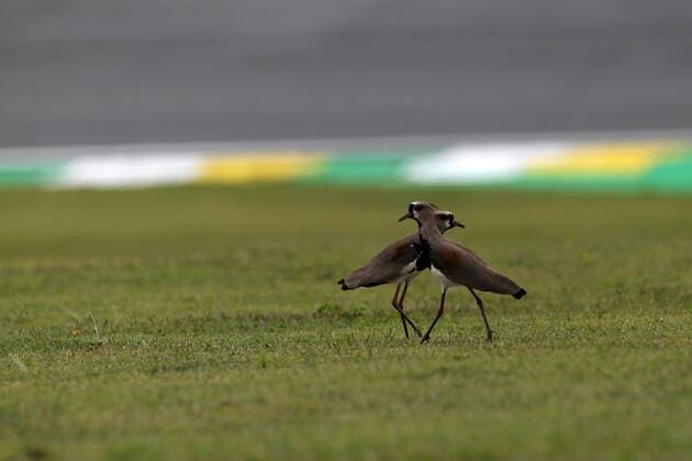 Formula 1, Brazilian GP, Kibitzers at the Interlagos circuit