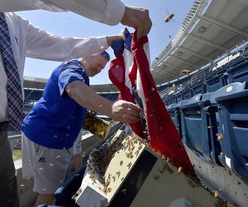 MLB, swarm of bees at Kansas City Royals stadium