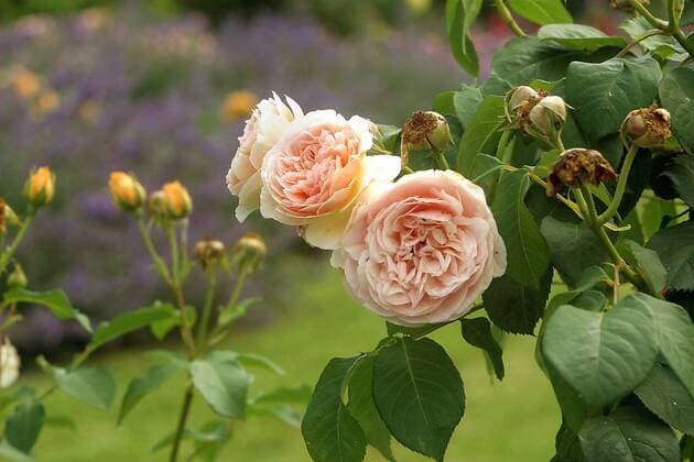 IMAGO Nature: Unsere Erde, Pflanzen, Seltene Pflanzen Englische Rose -Sweet Juliet- auf der XI. Rosenschau im Botanischen Garten München