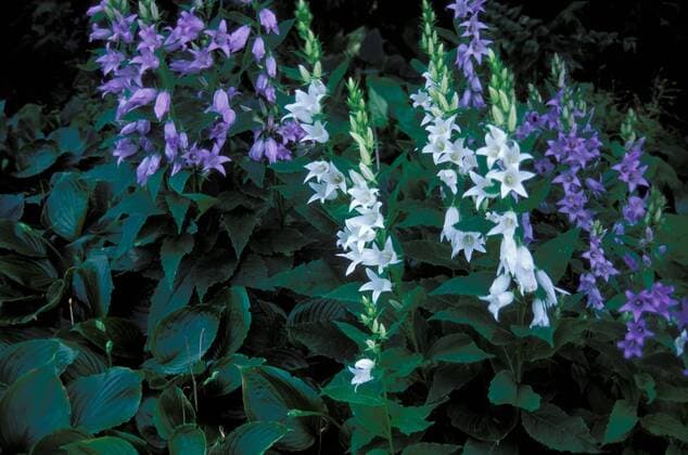 Blühende Waldglockenblume (Campanula latifolia)